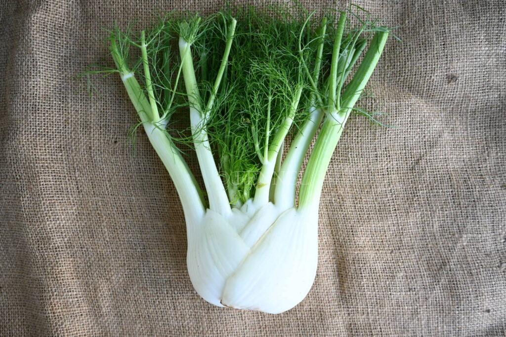 fennel 取扱い野菜　フェンネル