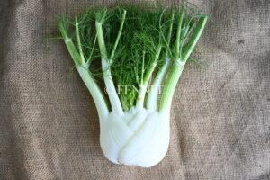 fennel 取扱い野菜　フェンネル