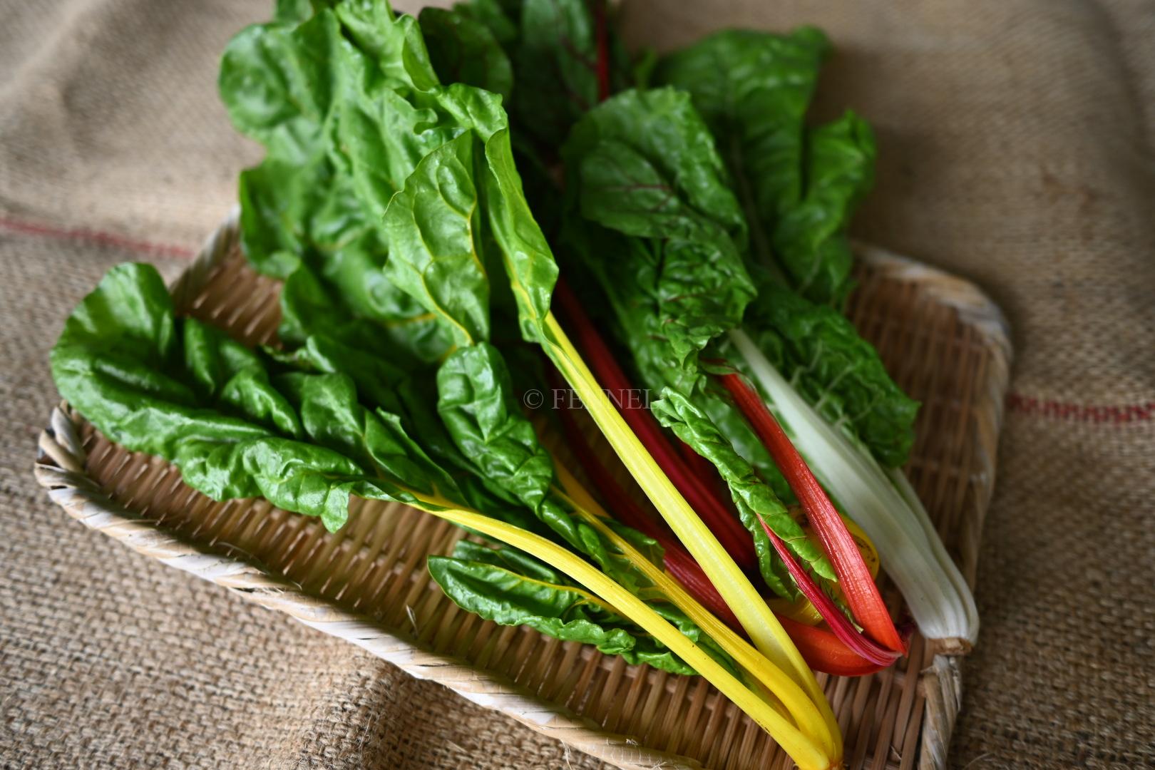 野菜紹介 - スイスチャード - （株）FENNEL ～ さいたまヨーロッパ野菜