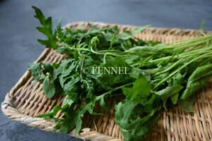 fennel 取扱い野菜　ルッコラセルバチカ