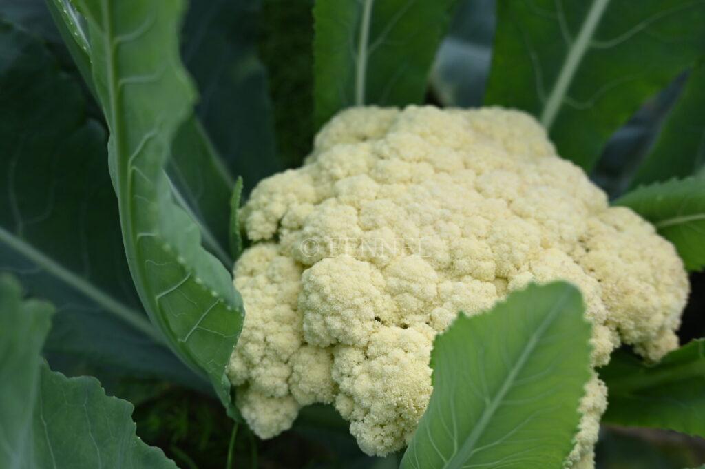 (株)FENNEL(フェンネル)会社紹介 ~さいたまヨーロッパ野菜研究会(ヨロ研)の生産者法人団体FENNELについて