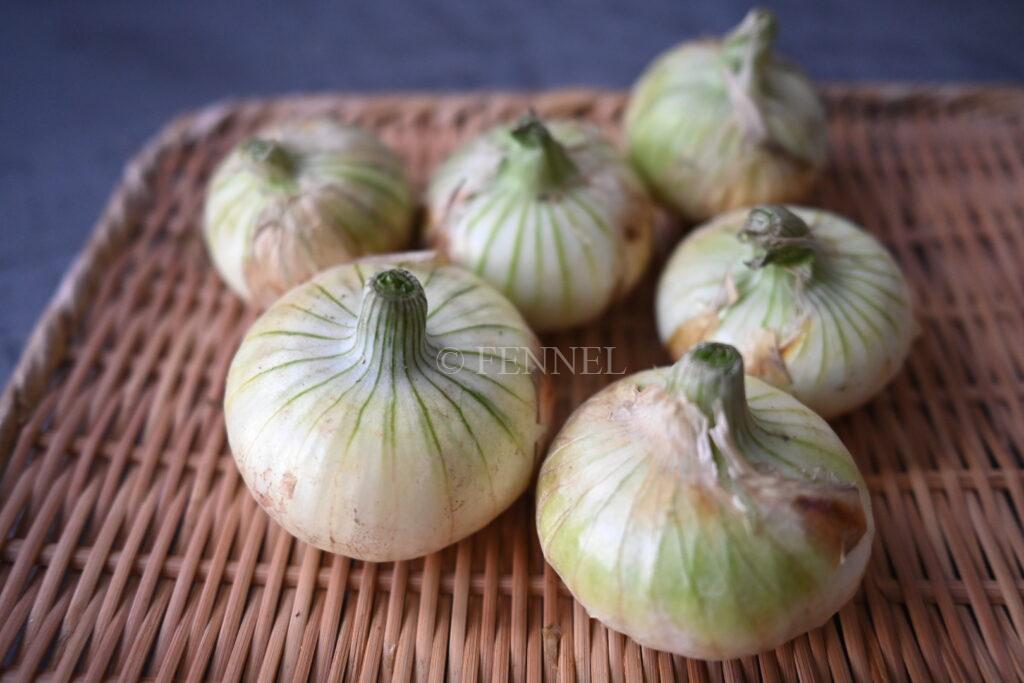 FENNEL 新玉ねぎ