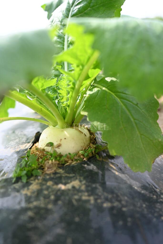 FENNEL ラティーナかぶ