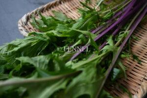FENNEL 紫水菜