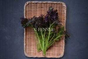 FENNEL ちびスカフリ