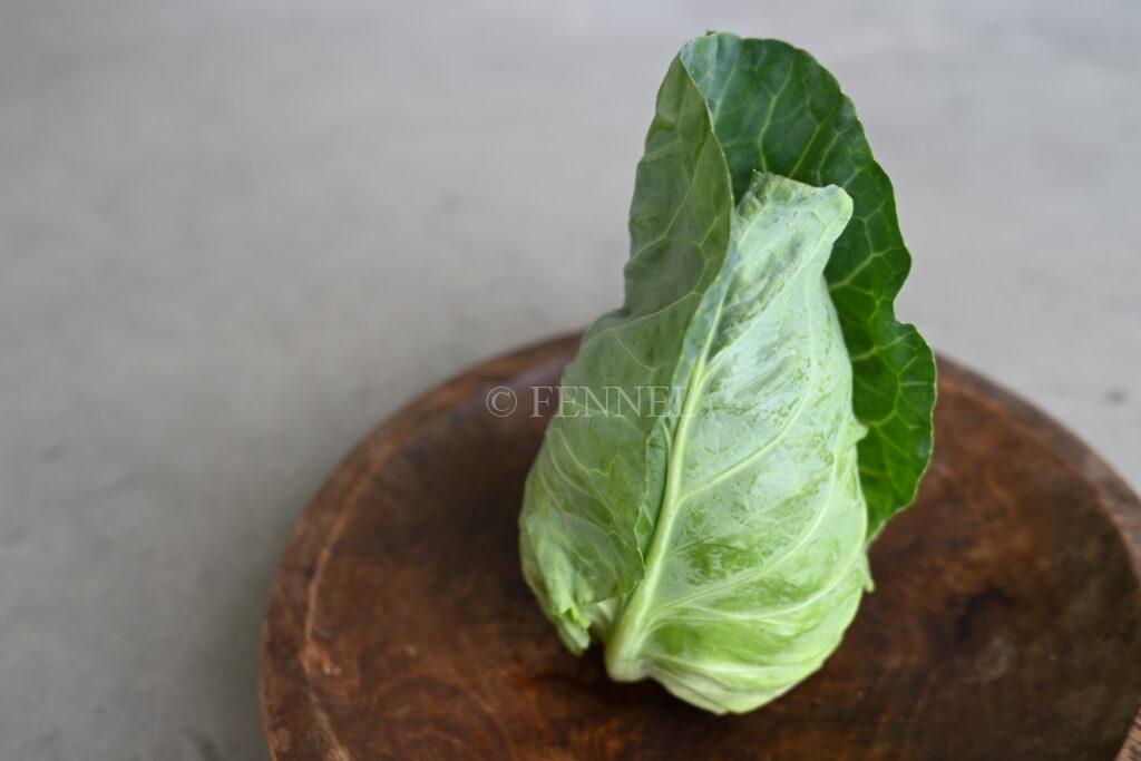 FENNEL みさきキャベツ