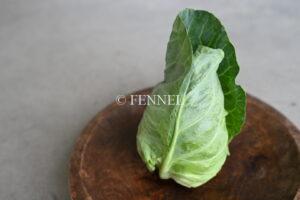 FENNEL みさきキャベツ