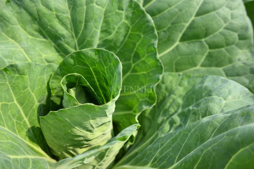 FENNEL みさきキャベツ