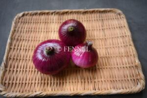 FENNEL 新玉ねぎ（赤）