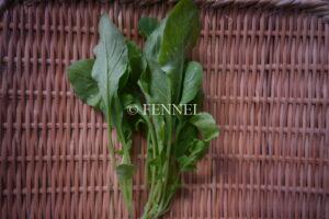 FENNEL ちびロケットサラダ