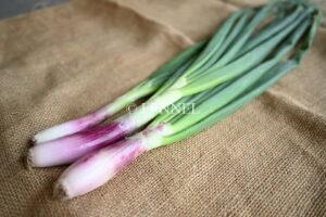 FENNEL トロペア