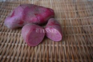 FENNEL ノーザンルビー