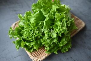 FENNEL サニーレタス