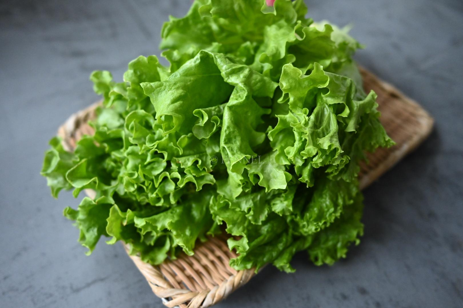 FENNEL サニーレタス