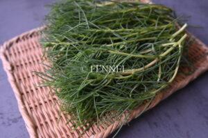 FENNEL アグレッティ