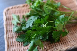 FENNEL イタリアンパセリ