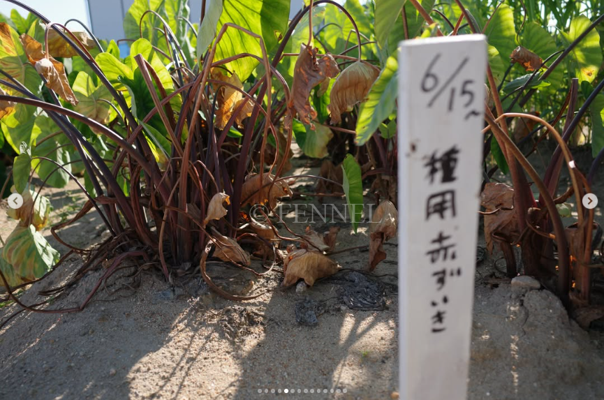 FENNEL視察2026-05